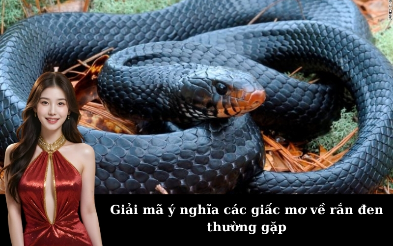 Giải mã ý nghĩa các giấc mơ về rắn đen thường gặp