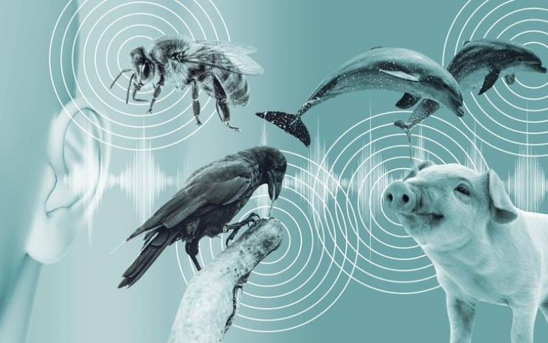 Khám phá cách các loài động vật giao tiếp và biểu đạt trí thông minh