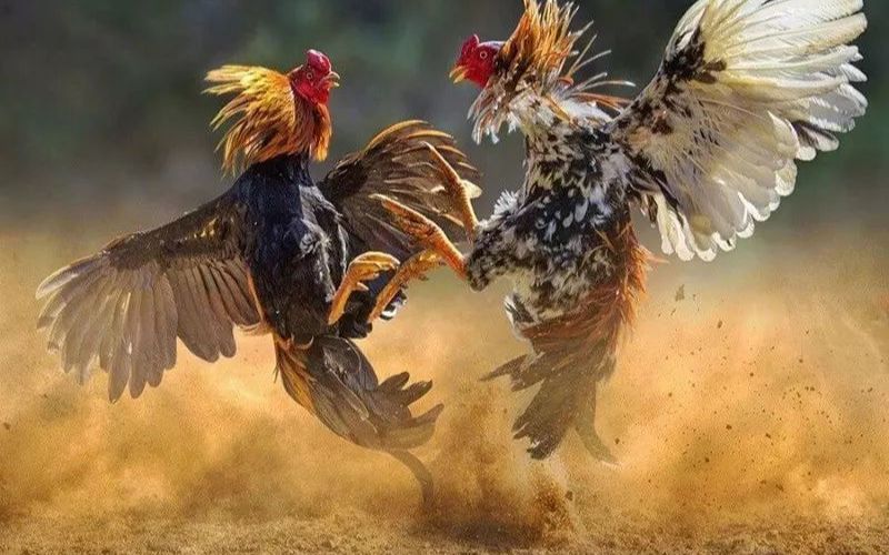 Nắm vững luật thi đấu và cách tính thắng thua