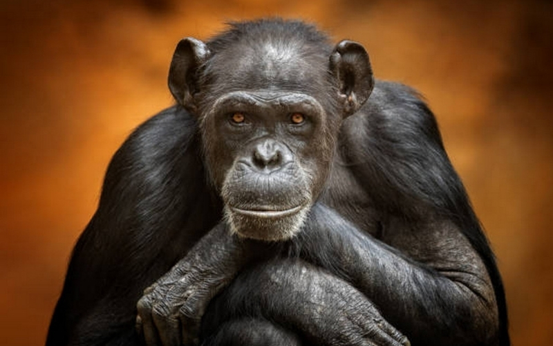 Những biểu hiện của trí thông minh vượt trội