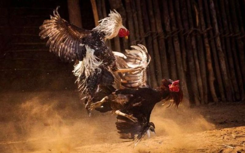 Những lưu ý quan trọng khi theo dõi đá gà trực tiếp Thomo